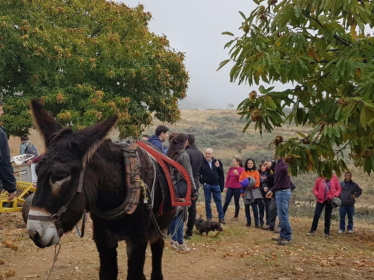 Apimonte Casa Do Pascoal - Pn Montesinho Βίλα Bragança Εξωτερικό φωτογραφία