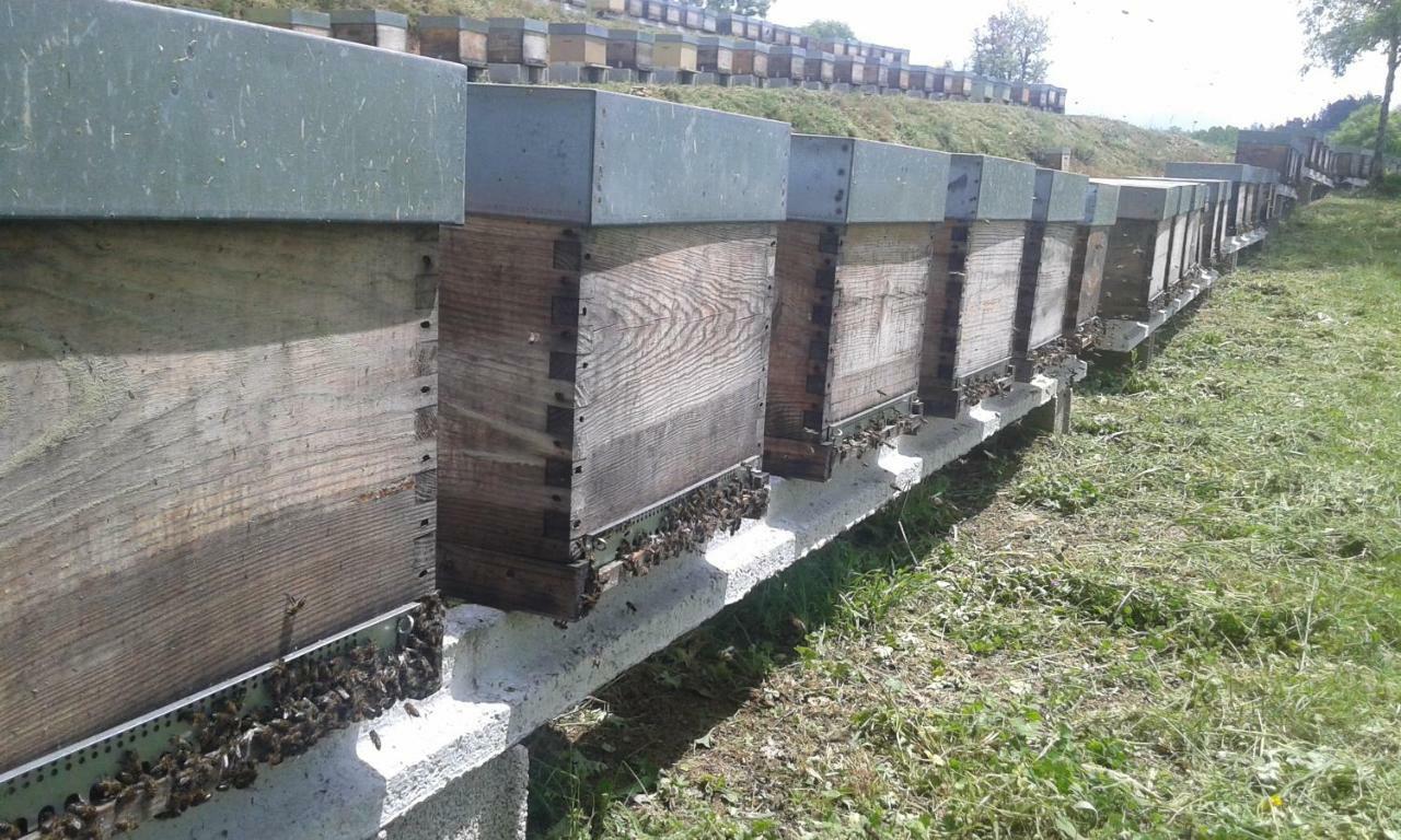 Apimonte Casa Do Pascoal - Pn Montesinho Βίλα Bragança Εξωτερικό φωτογραφία